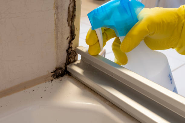 Best Home Mold Removal  in Newton, IL