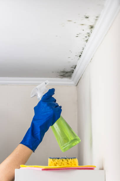 Best Same-Day Mold Removal  in Newton, IL